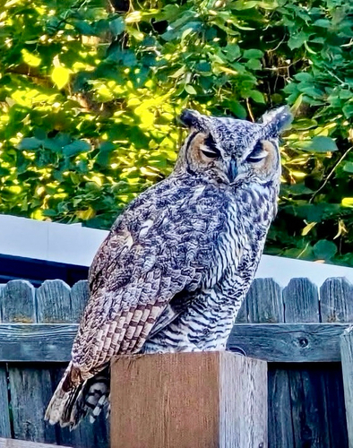 View observation of {o.common_name} on iNaturalist