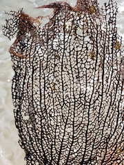 Gorgonia