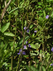 Stachytarpheta jamaicensis image