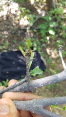 Randia nicaraguensis