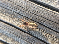 Cheliferoides segmentatus