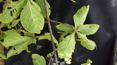 Randia nicaraguensis