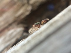 Cheliferoides segmentatus