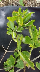 Randia nicaraguensis