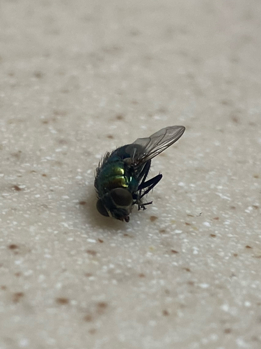Unknown species found near South St, Waltham, MA, US
