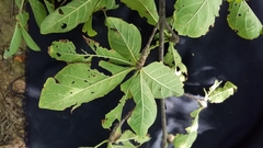 Randia nicaraguensis