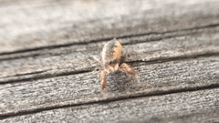 Cheliferoides segmentatus