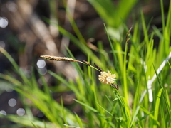 Carex cespitosa