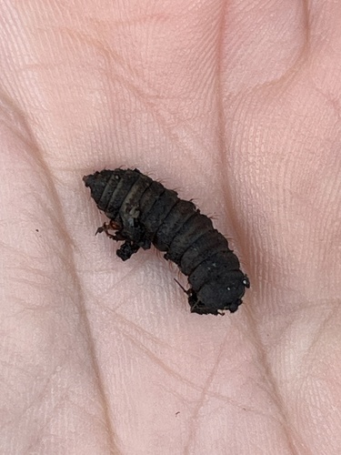 Unknown species found near Congdon St, Providence, RI, US