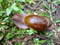 Megalobulimus pergranulatus