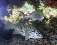 Acanthistius pardalotus