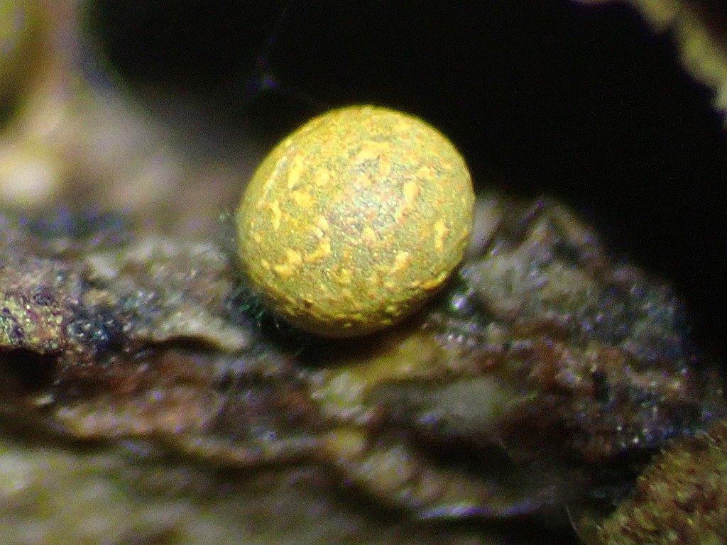 Physarum bryoarboricola