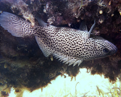 Acanthistius pardalotus