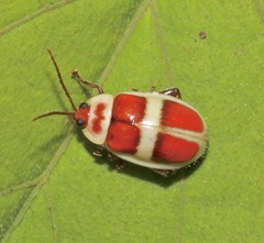 Asphaera discicollis