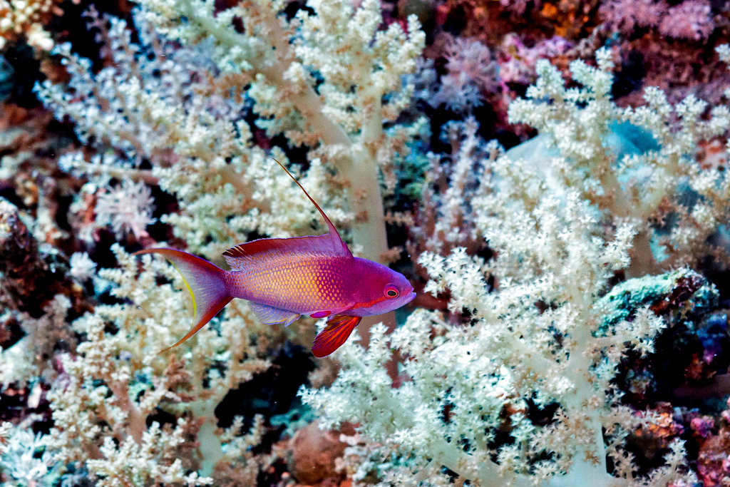 Sea goldie