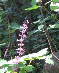 Salvia carnea