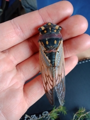 Macrotristria angularis