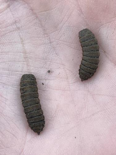 Unknown species found near Congdon St, Providence, RI, US