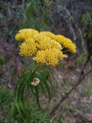 Cassinia aureonitens