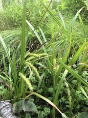 Carex schweinitzii
