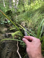 Carex schweinitzii