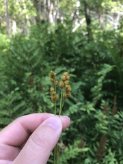 Carex bebbii