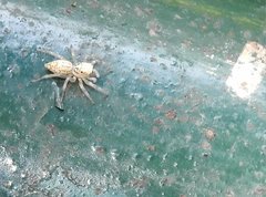 Phintelloides versicolor