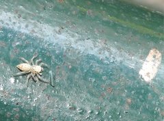 Phintelloides versicolor