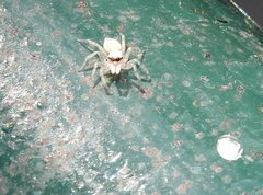 Phintelloides versicolor