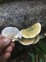 Trametes polyzona