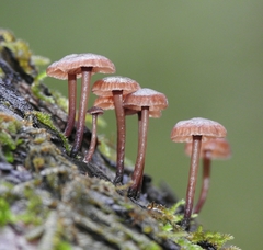 Micromphale arbuticola