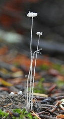 Coprinopsis stercorea