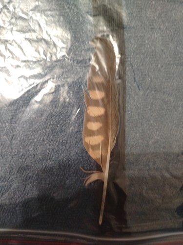 Plume de Faucon hobereau