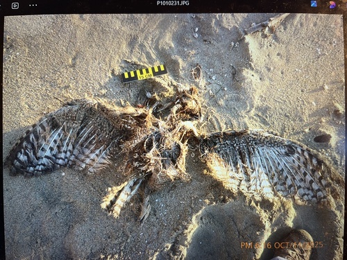 View observation of {o.common_name} on iNaturalist