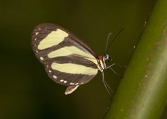 Aeria eurimedia
