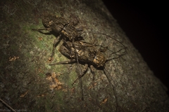 Prosoplus mediofasciatus