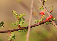 Erythrophysa alata, photograph (c) Wynand Uys, some rights reserved (CC BY)