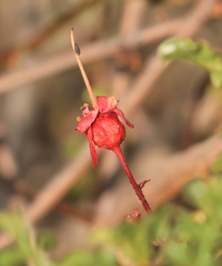 Erythrophysa alata, photograph (c) Wynand Uys, some rights reserved (CC BY)