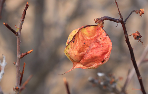 Namaqua Red Balloon (Erythrophysa alata)