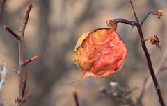 Erythrophysa alata, photograph (c) Wynand Uys, some rights reserved (CC BY)