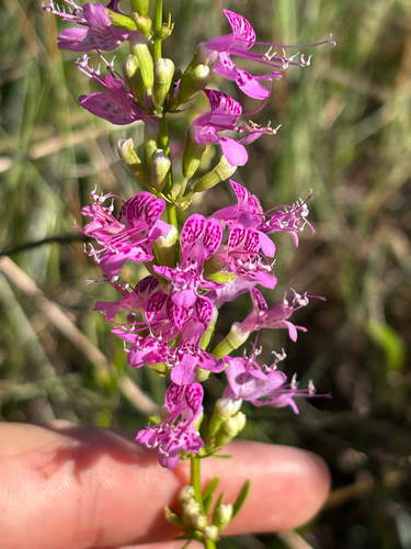 Titusville balm (Dicerandra thinicola)