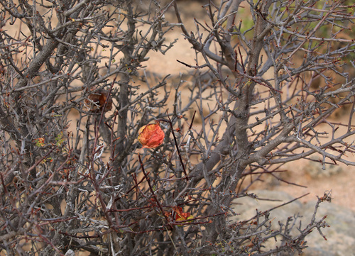 Erythrophysa alata, photograph 2