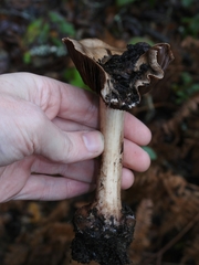 Cortinarius regalis