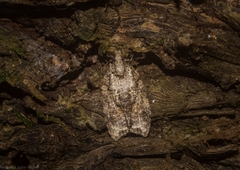 Polylopha epidesma