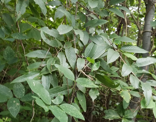 Karwinskia calderonii, photograph 2