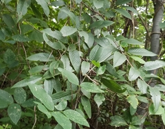 Karwinskia calderonii
