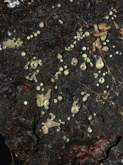 Trichoderma flavipes