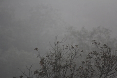 Empidonax fulvifrons