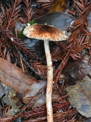 Lepiota flammeotincta