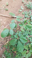 Handroanthus chrysanthus